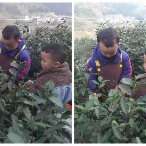 采茶|打扫|叙州一小一（7班）胥敬禹寒假小体验