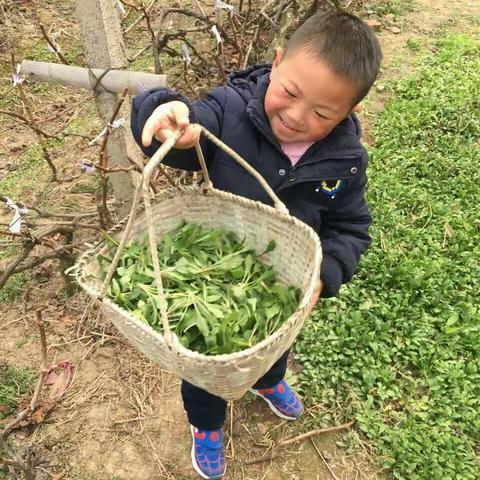 外婆家剪马兰头