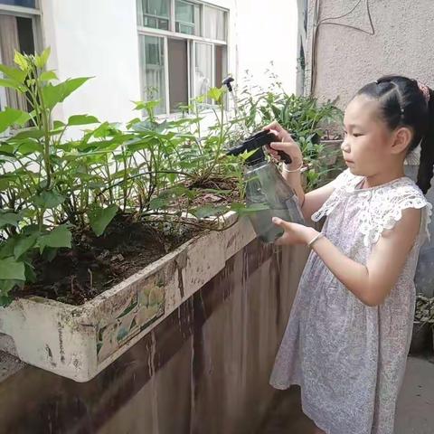 “柳城小学，2022您好”暑假305班之王钰清四植活动