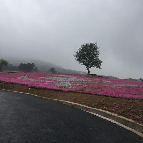 最美4月天！芝樱小镇花海