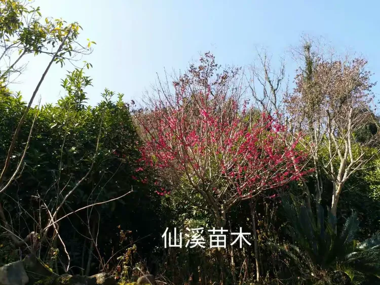 仙溪特产 中国苗木之乡