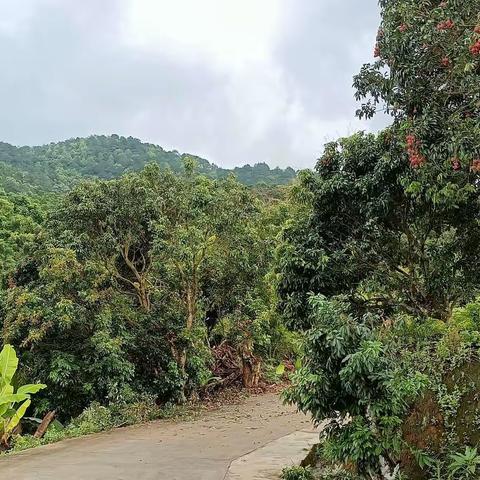 石龙摘荔枝