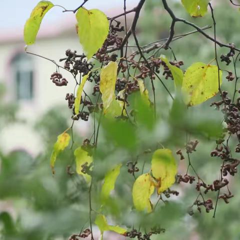 以研促教，静待花开——龙岩市蓝锋名师工作室举行课题开题报告