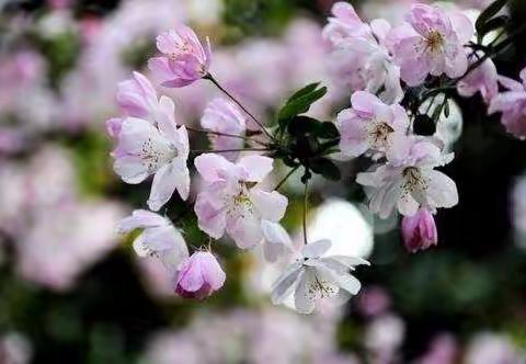 战鼓擂响齐协力 众志成城创佳绩——济宁市第十五中学东校区初四年级一模质量分析会