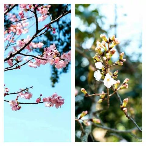 凝心聚力析成绩，总结反思砺前行                 ——记初四年级期中成绩分析会