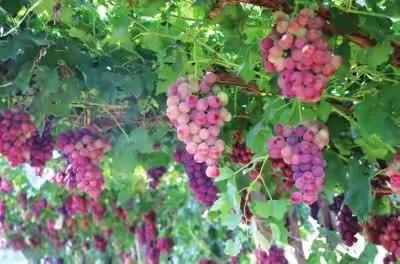 启正同心 扬帆起航， ——百色市右江区迎龙第一小学2017级7班周美篇