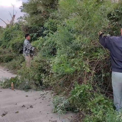 高园村继续加大人居环境卫生整治