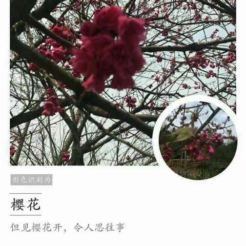 植树节主题系列活动