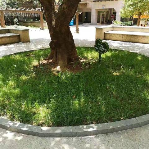 小区黄士裸露，街道社区检查后主任协调园林绿化，找树苗和网上购买草籽，让小区黄士裸露地方全面绿化覆盖