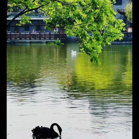 大德支行踏青赏花户外活动