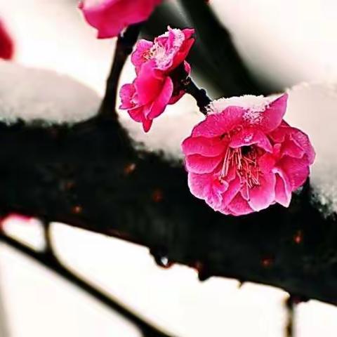 凌霜傲雪，幽香缕缕——实验小学五一班十二月、一月班级叙事