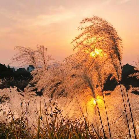 冬日暖阳诗意浓--于都县长征源小学六（8）班儿童诗集