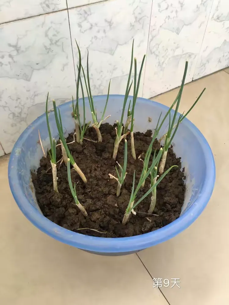 葱的生长日记