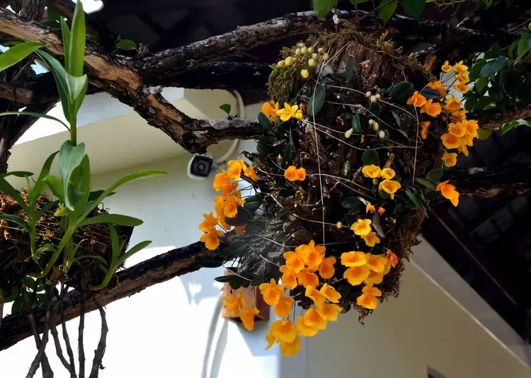 各种石斛花