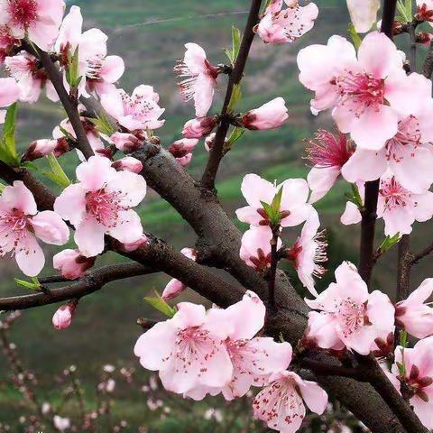 【岳城实验小学中二班郑老师】桃花🌸朵朵开