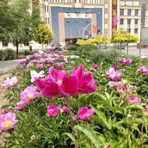 思辨训练在语文教学中呈现
