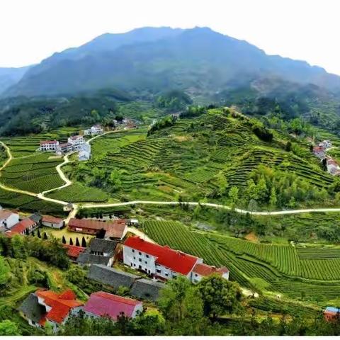 致全县茶企茶商茶农安全生产的一封信