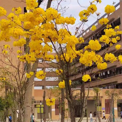 看花的姿态