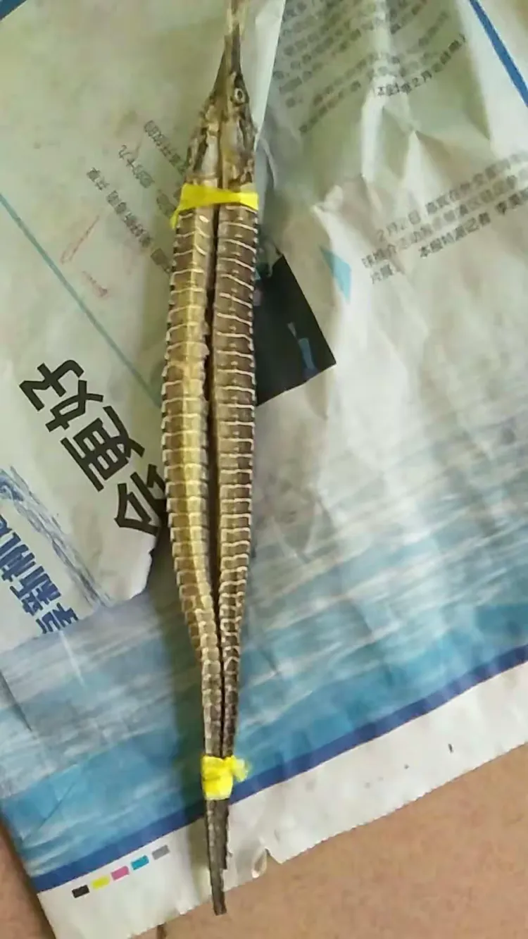 海龙