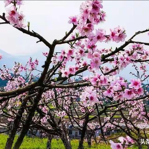 一年之计在于春，莫负青春少年时