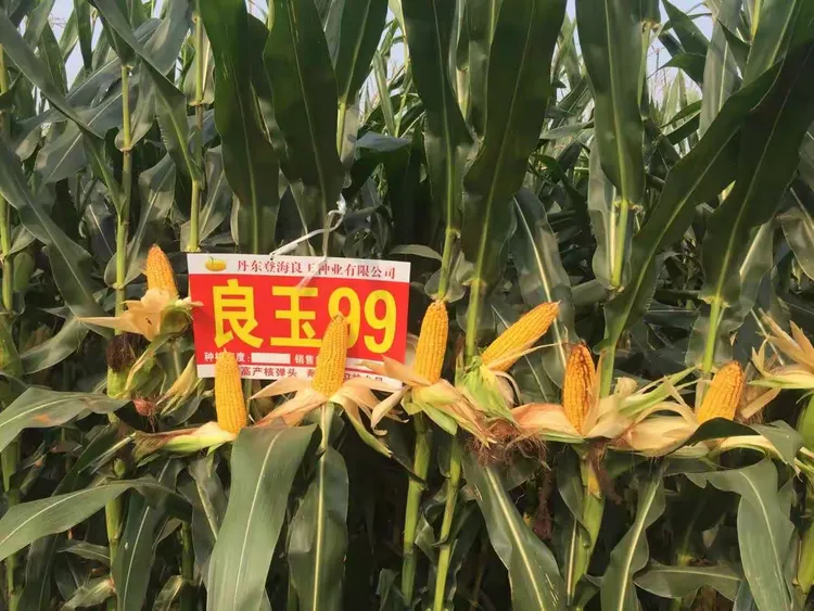 种良玉99，丰收有保障，我的2018