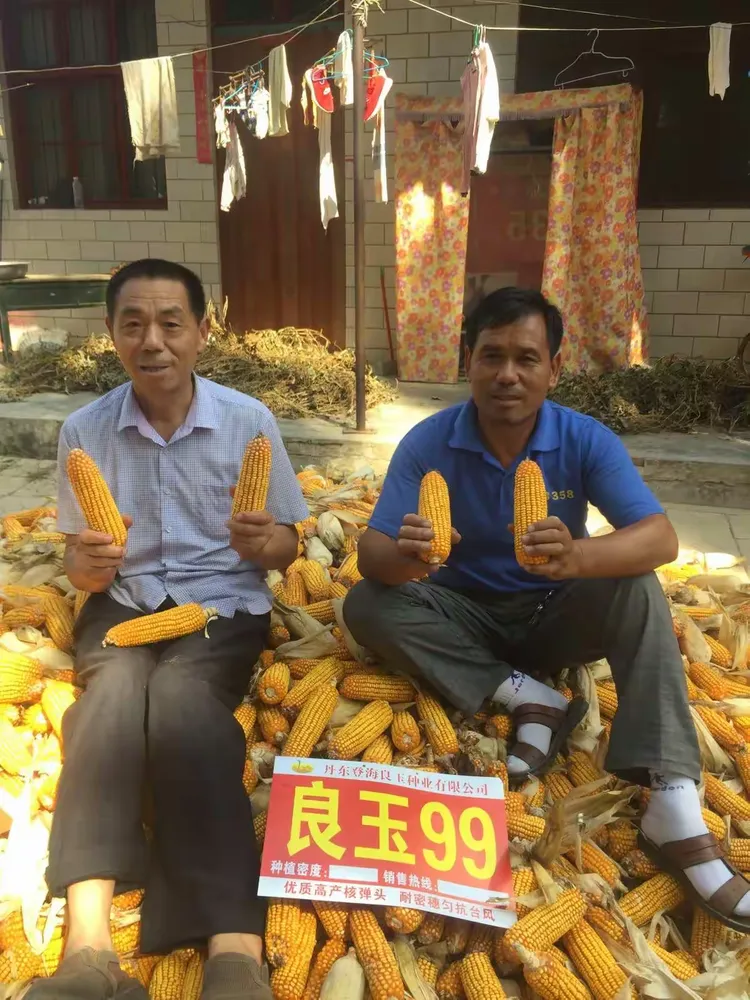 种良玉99，丰收有保障，我的2018
