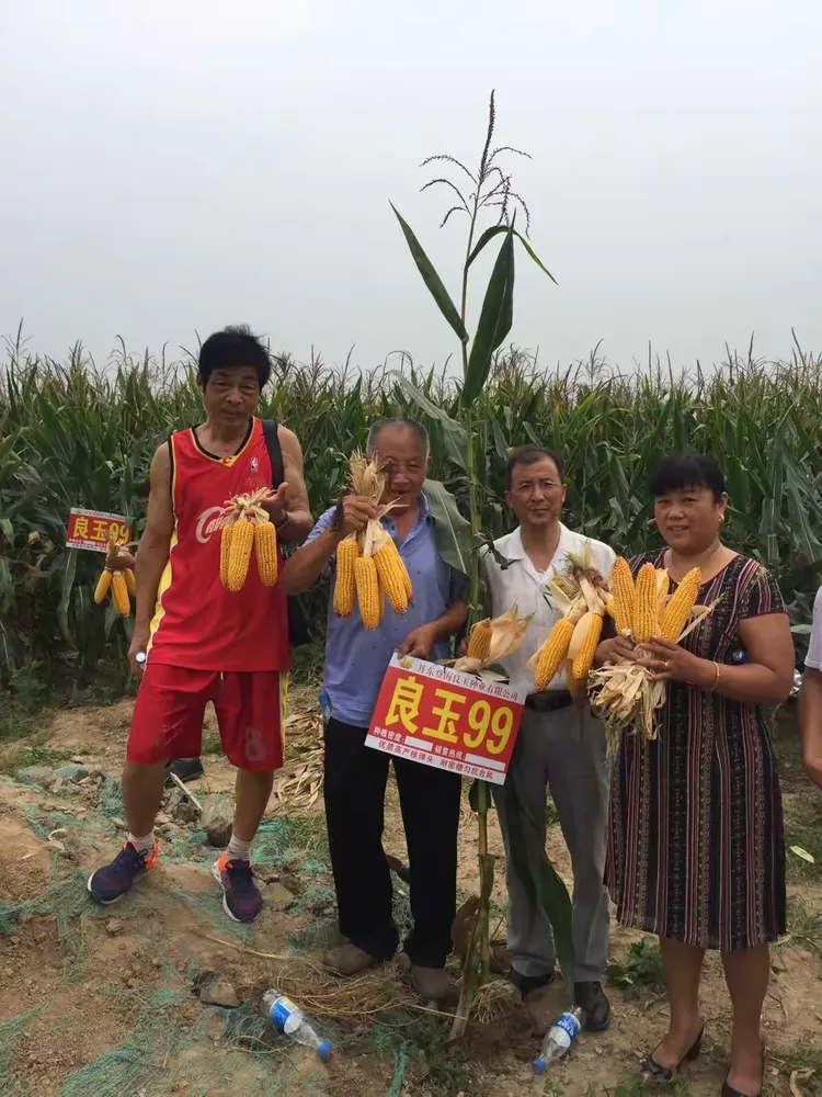 种良玉99，丰收有保障，我的2018