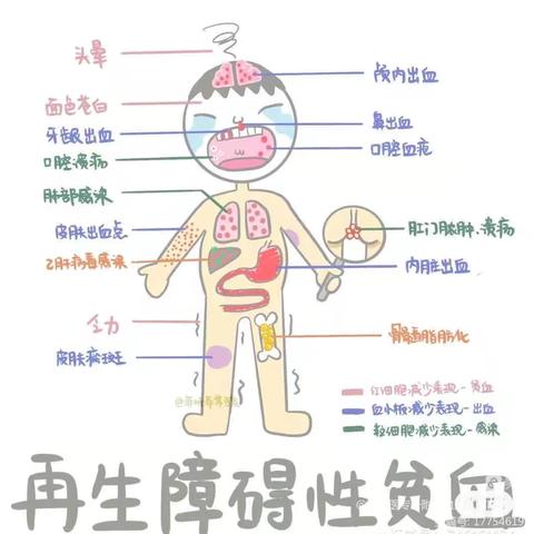 再生障碍性贫血患者的饮食指导