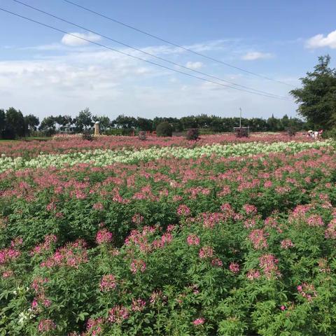 醉人花香，徜徉花海