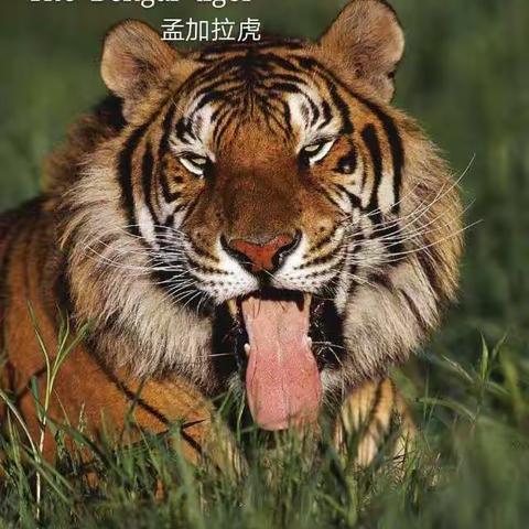 “森林之王”——tiger