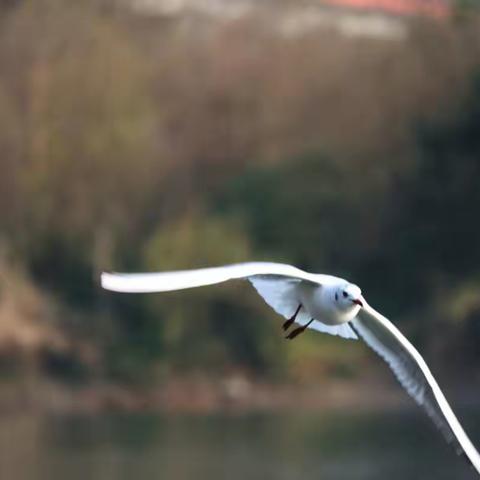 嘉陵江畔红嘴鸥