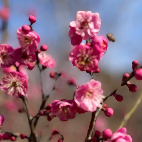 “春风有信 花开有期”——侯家村中心小学第五周工作简报