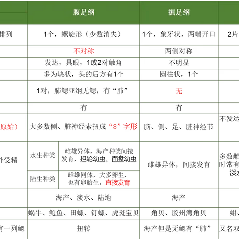 动物学第七小组  软体动物