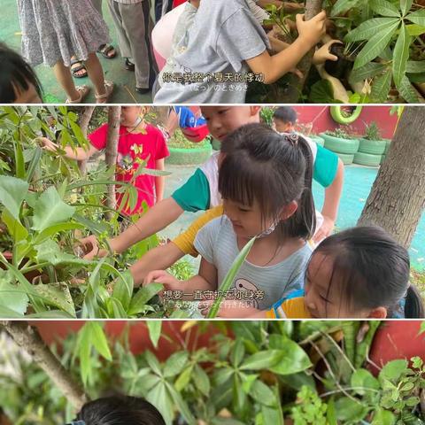 新港幼儿园大班级——植物分享周