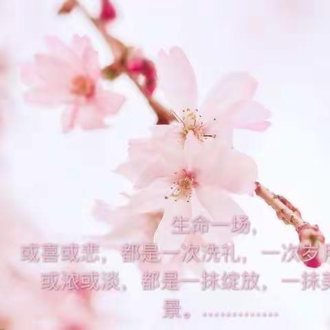 淡淡的岁月，淡淡的心