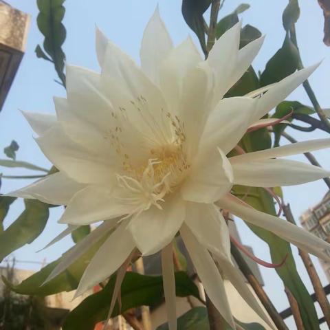 昙花已经跟我相伴了十年之久