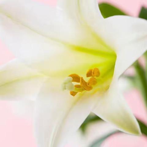 感悟生命的真谛～百合