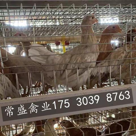 优质蛋鸡育成的两大关键点