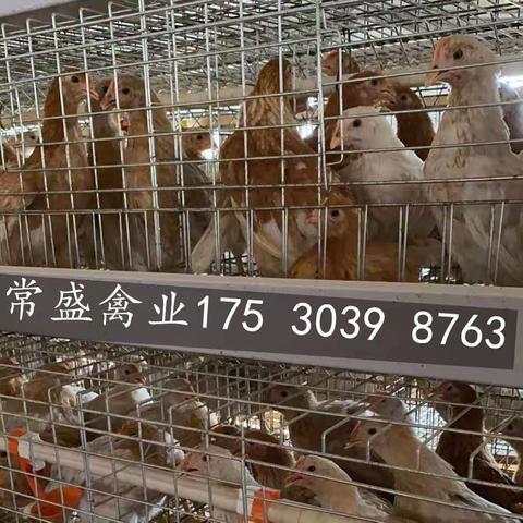 2022年鸡蛋价格如何？2022年蛋鸡行情怎么样？