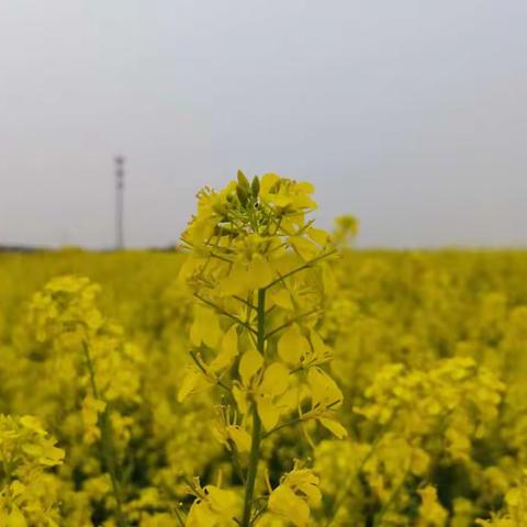岳阳县中洲乡：春色满园关不住，油菜花开请你来