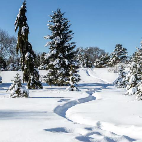 雪后植物园