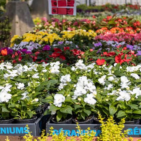 Atwater鲜花市场一瞥