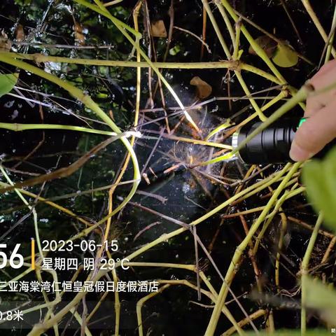 三亚海棠湾仁恒皇冠针对外围蚊子分析报告