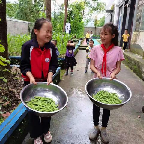 “校园农场”迎来丰收季 硕果累累采摘忙