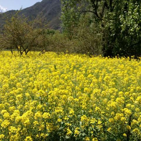 故乡的白杨林和油菜花