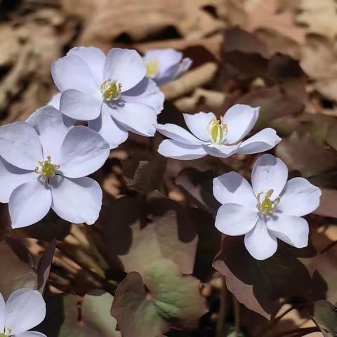 春日山野里的小花