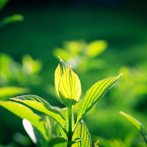 回二幼金龙分园小小植物角