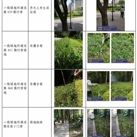 【随机检】洪湖公园7月15日随机检工作汇报
