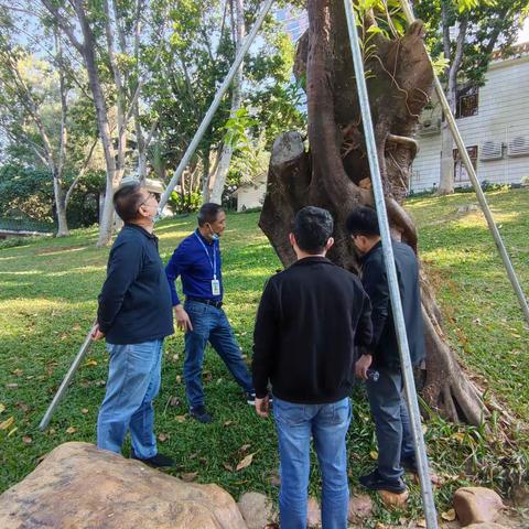 市城市管理和综合执法局园林处黄旭光副处长到洪湖公园检查树木情况