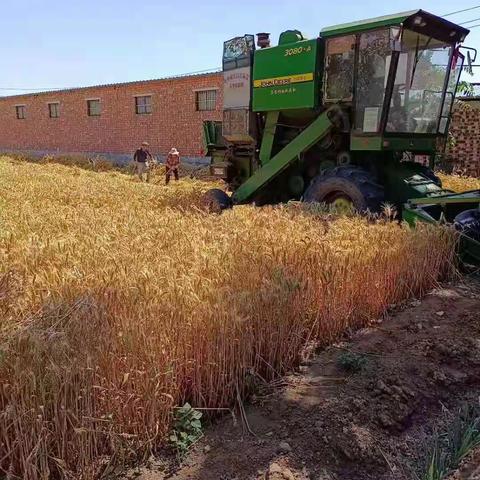 邢庄乡网格员帮助农民抢收抢种